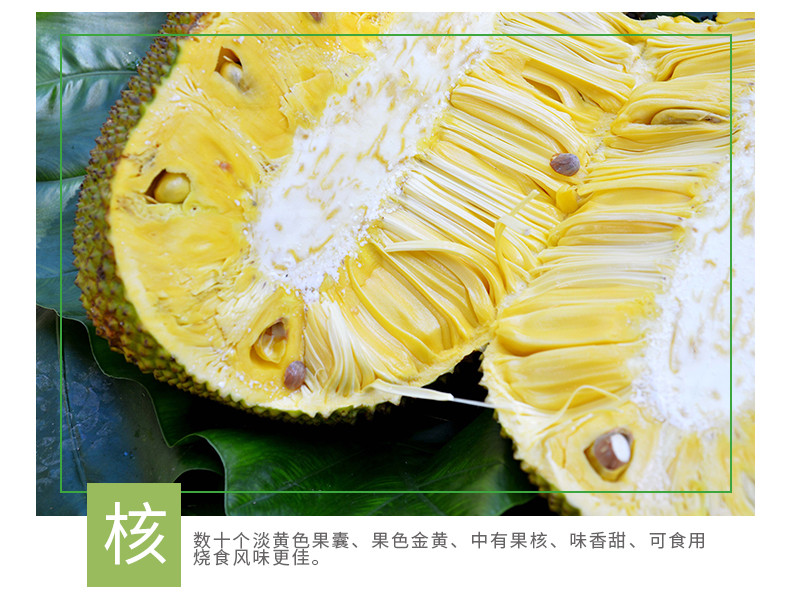 【海南陵水馆】预售中（25日后陆续发货），陵水菠萝蜜（重约25斤 包邮） 普通