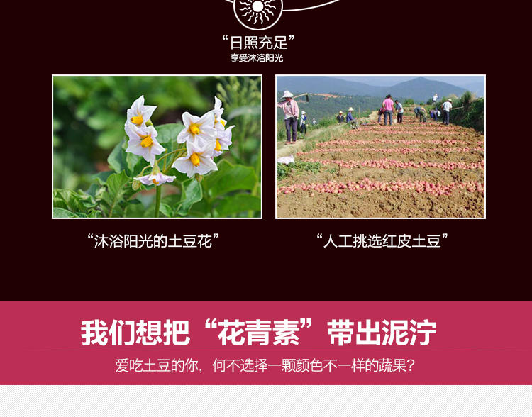 【宜昌馆】新鲜蔬菜红皮黄心土豆 三峡高山洋芋 农家马铃薯 5斤