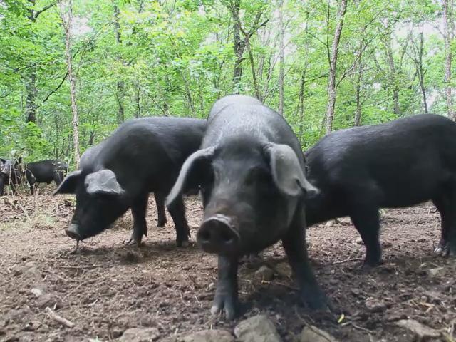 【林员外】山黑猪大骨2kg 黑龙江森林散养土猪肉 黑猪肉