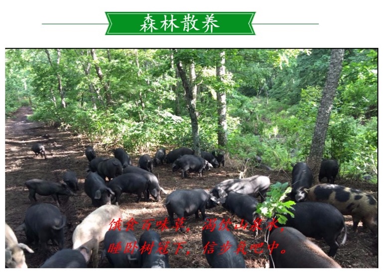 【林员外】山黑猪大骨2kg 黑龙江森林散养土猪肉 黑猪肉