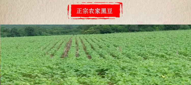 山西特产农家五谷杂粮 黑豆 非转基因大豆发芽榨豆浆2kg包邮