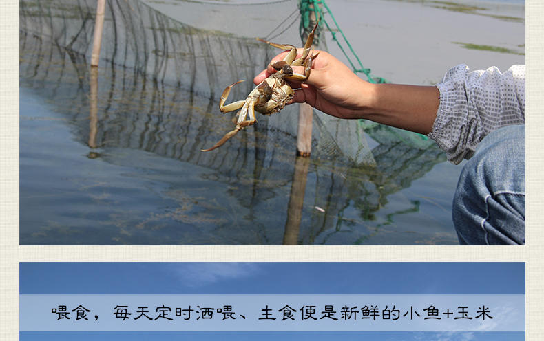 【臻原生】阳澄湖大闸蟹988型6只装鲜活螃蟹礼盒（公3.3-3.7两、母2.3-2.7两）