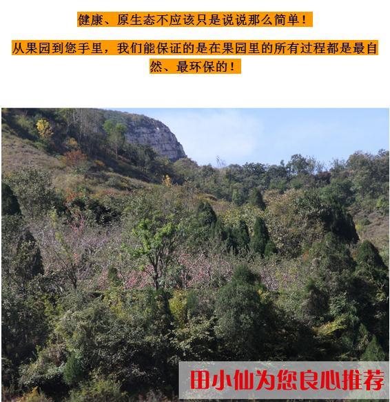 田小仙果园现摘 运城万荣红富士80有机苹果新鲜甜脆水果8斤包邮