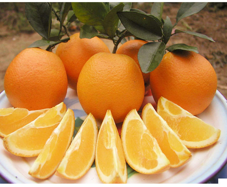 茶陵脐橙特产 美国纽荷尔脐橙 5KG