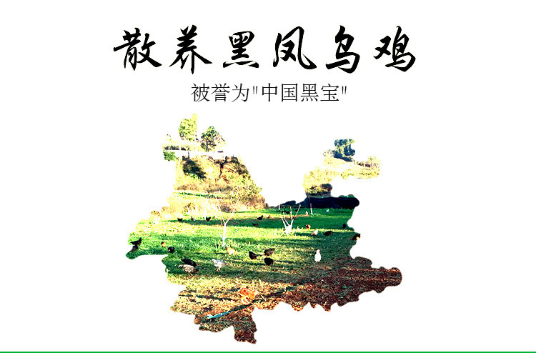 滇贝 黑羽草鸡    黑风乌鸡    乌骨鸡198元/只