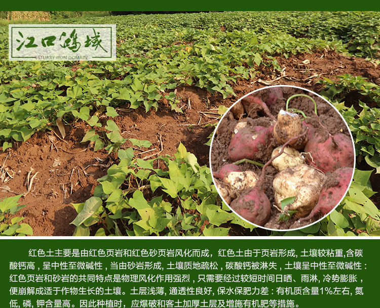 大巴山农家自种原生态新鲜红薯芋头香甜地瓜3斤装