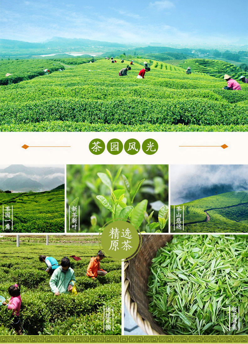 团黄 2016新茶 大别山高山云雾 茶叶绿茶 特级春茶云雾茶100g