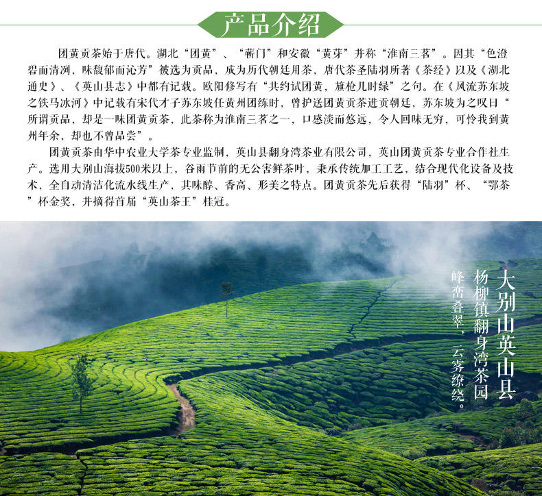 团黄 英山云雾茶团黄贡茶明前新茶绿茶高山云雾茶50g盒装茶叶