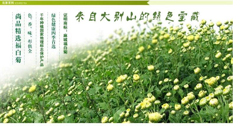 湖北麻城特产福白菊胎菊杭白菊花草茶叶夏季饮品100g罐装2瓶免邮