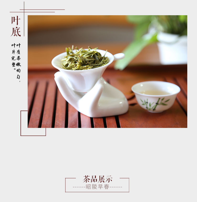 昭陵 绿芝 早春绿茶