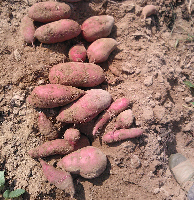 林州红旗渠特产农家手工红薯细粉条正宗自制粉丝纯天然地瓜粉5斤