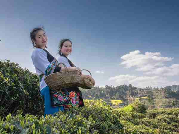 保靖黄金茶（特级单芽）