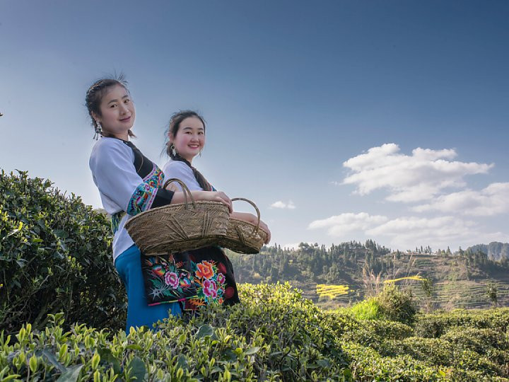 一级红茶（一芽一叶）