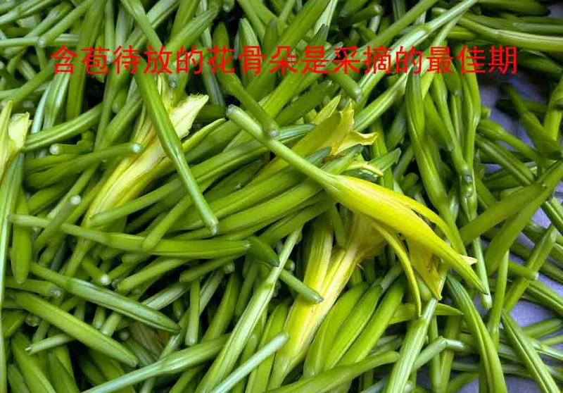 特色美食 粮油干货 干菜/海干货 > 【竹山馆】【预售】荣洲正宗野生