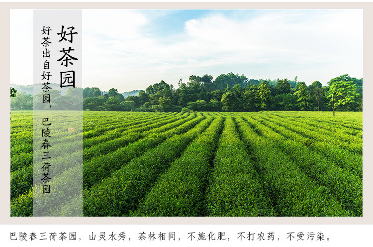 【岳阳馆】巴陵春新茶叶2019绿茶毛尖特级嫩芽君山沩山高山云雾明前春茶袋装