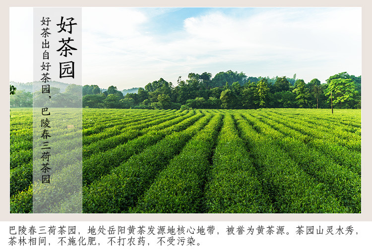 【岳阳馆】巴陵春北港黄茶黄毛尖2019新茶岳阳特产君山茶叶黄芽茶干烘50g