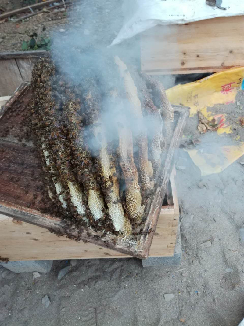 【松滋馆】卸甲坪高山农家土蜜蜂 荆条蜜 500g