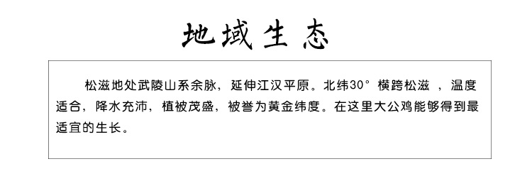 松滋荆奇 散养公鸡 粮食喂养农家大公鸡土公鸡公鸡农家散养放养包邮生鸡肉