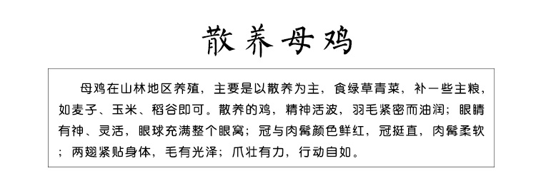 松滋荆奇 正宗江汉土鸡农家散养老母鸡新鲜月子鸡自养走地笨鸡非苏北草鸡