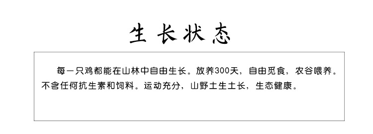 松滋荆奇 散养公鸡 粮食喂养农家大公鸡土公鸡公鸡农家散养放养包邮生鸡肉