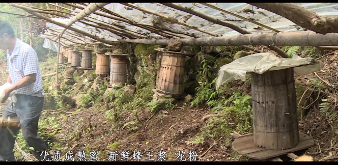 浙人蜂蜜 高山土蜂蜜 原汁原味原生态