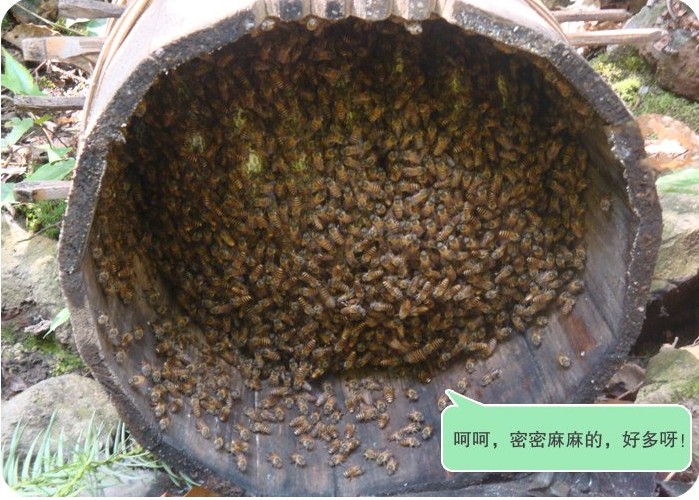 浙人蜂蜜 高山土蜂蜜 原汁原味原生态