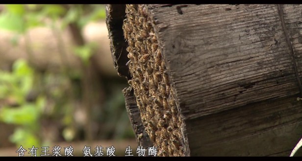 浙人蜂蜜 高山土蜂蜜 原汁原味原生态