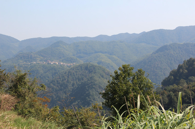 浙人蜂蜜 高山土蜂蜜 原汁原味原生态