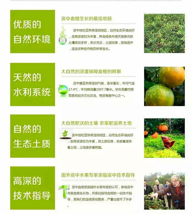 包邮资中塔罗科血橙纯天然现摘鲜果