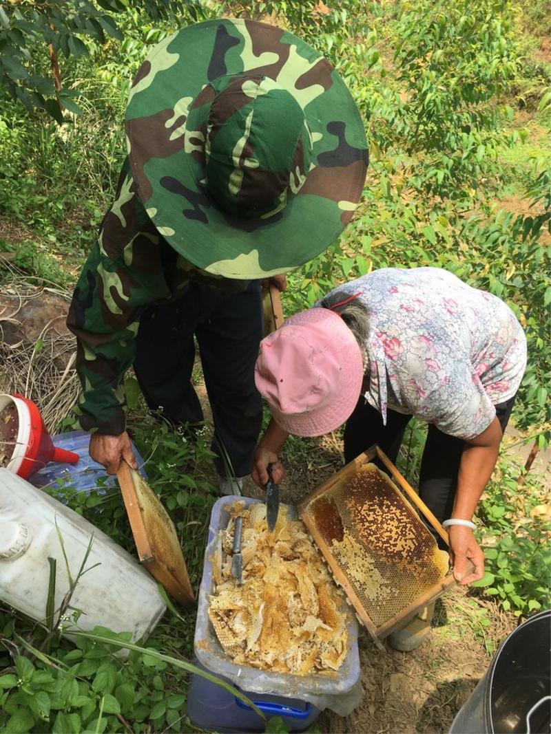 【助农扶贫】金菊顶乌桕蜜500g 无添加天然纯野生农家自产土蜂蜜 产于郁南金菊顶大山的蜂蜜