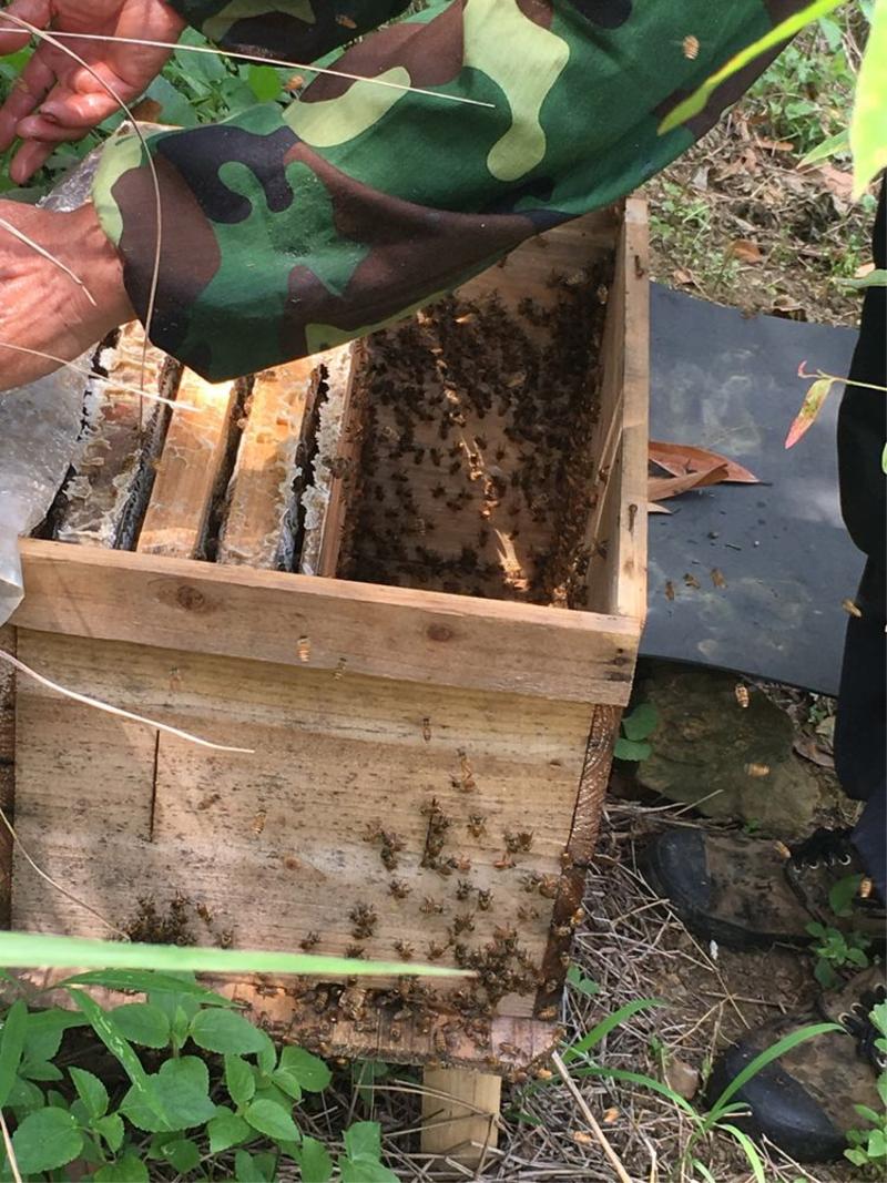 【助农扶贫】金菊顶乌桕蜜500g 无添加天然纯野生农家自产土蜂蜜 产于郁南金菊顶大山的蜂蜜