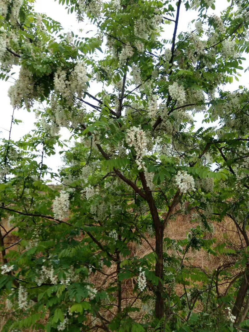 凉山盐源邮政 苹果花、洋槐花蜂蜜