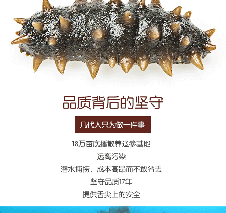 【锦州馆】锦上堂即食海参500g每袋新鲜单个装速冻野生辽刺参空运包邮同大连