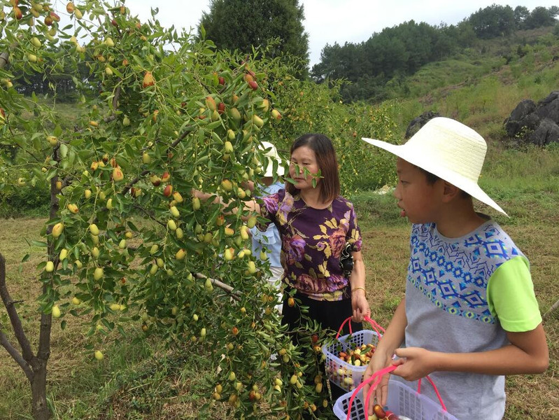 西山焦枣PET装西山焦枣 富硒焦枣 不含添加剂的枣