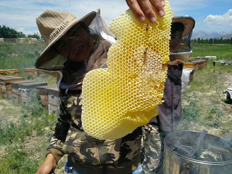 疆颂 霍城馆疆颂甘草蜜