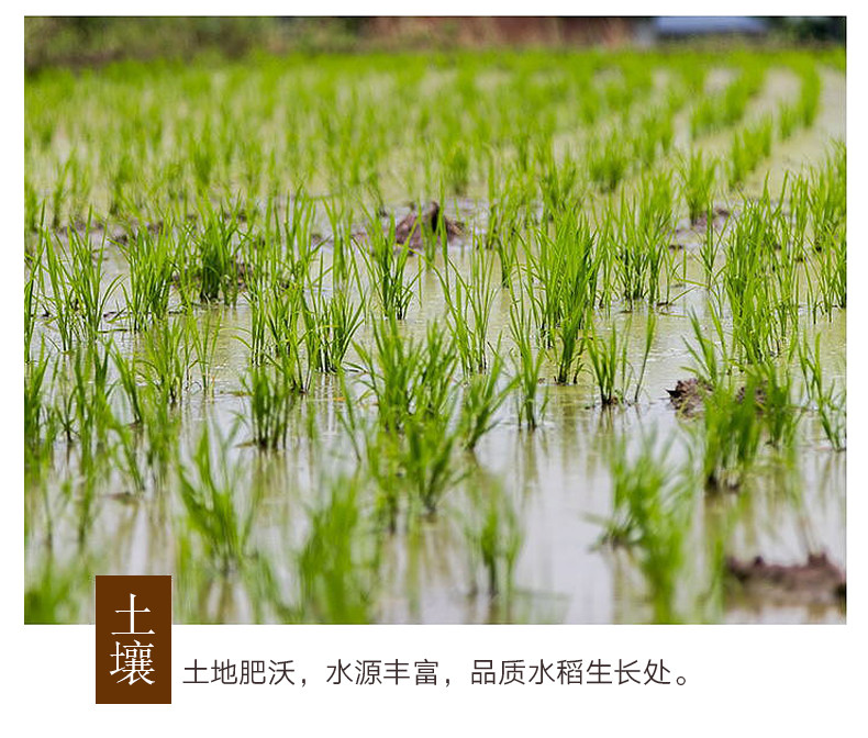 【常德邮政】食健堂再生稻