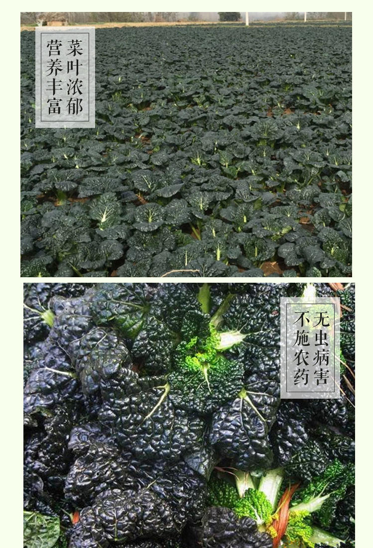 湖北随州特产 新鲜蔬菜 青菜 泡泡青 泡泡青菜