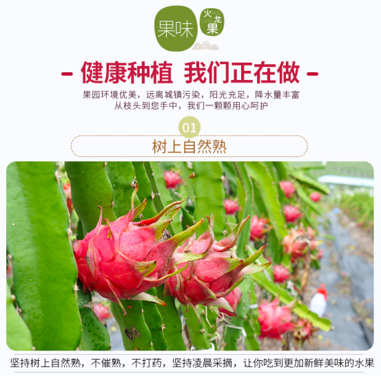 【湖湘特色】湖南永州祁阳红心火龙果试吃装（两个，每个果约350-500克）