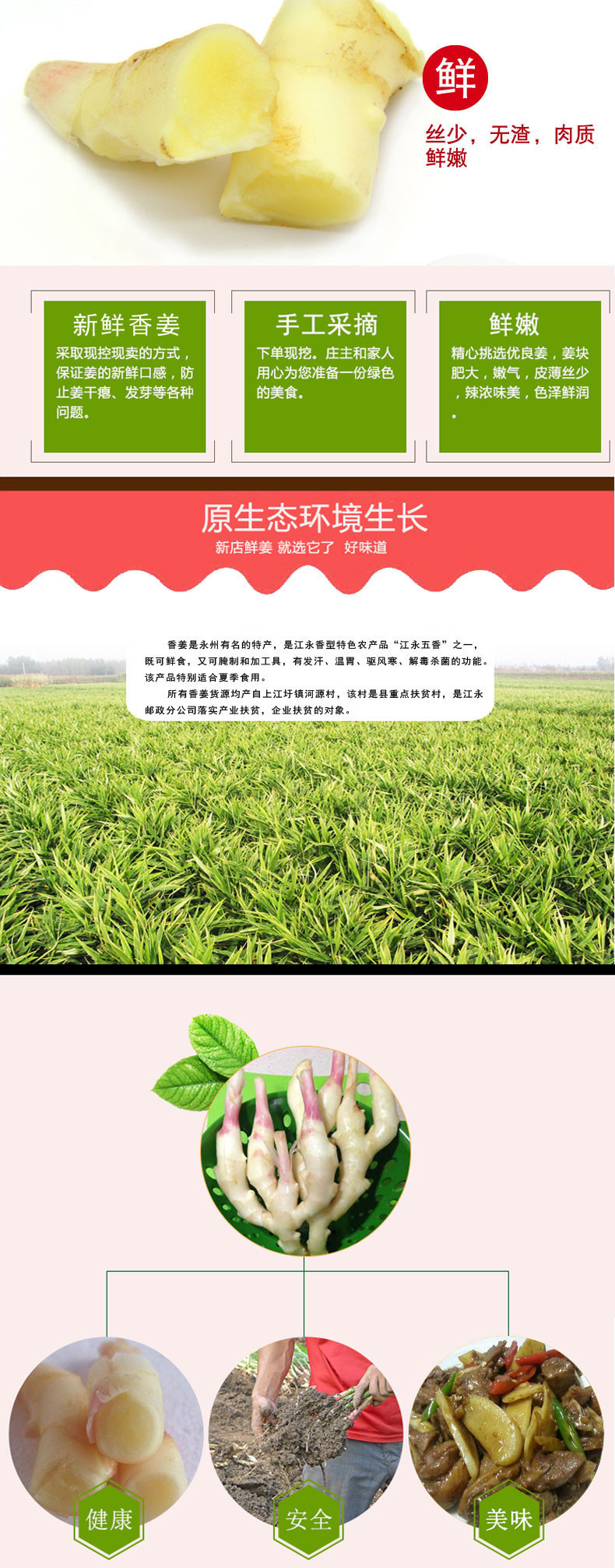 【扶贫助农】永州江永生姜5斤装（预售到9月1日，现挖现发，下雨天发不了货）