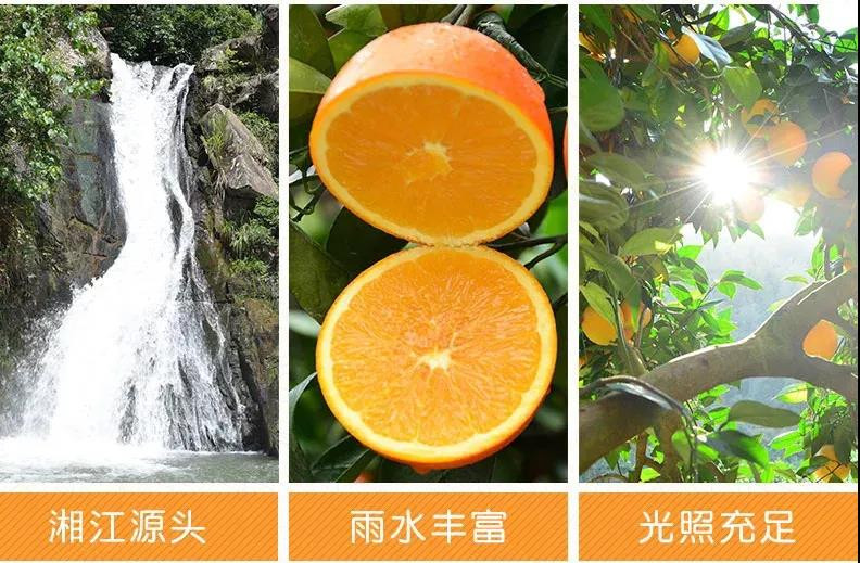 果秀 永州江永夏橙5斤装（大果70-80）