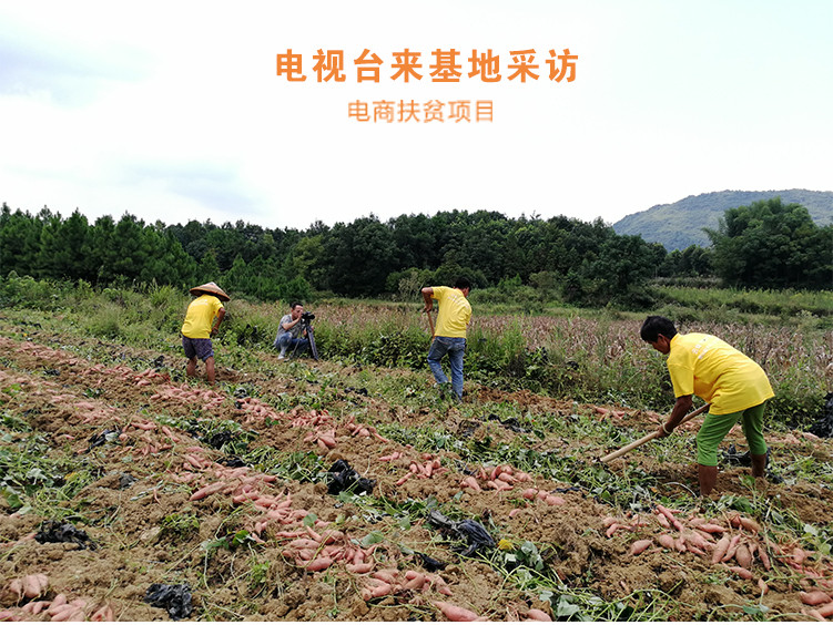 【扶贫助农】湖南永州东安高山蜜薯净重5斤