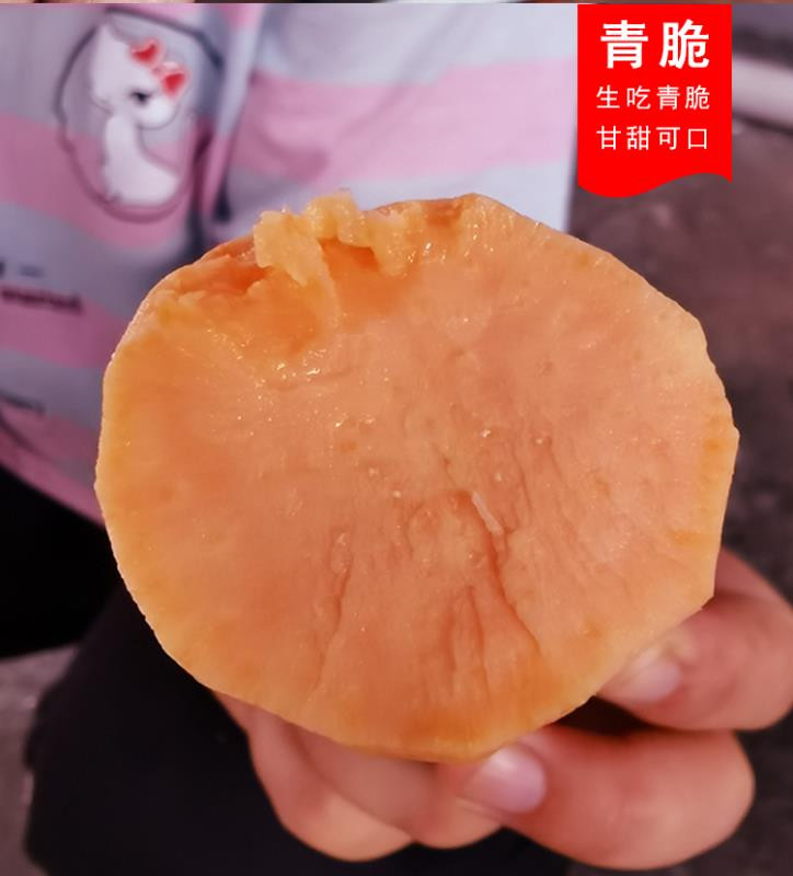 【扶贫助农】湖南永州东安高山蜜薯净重5斤