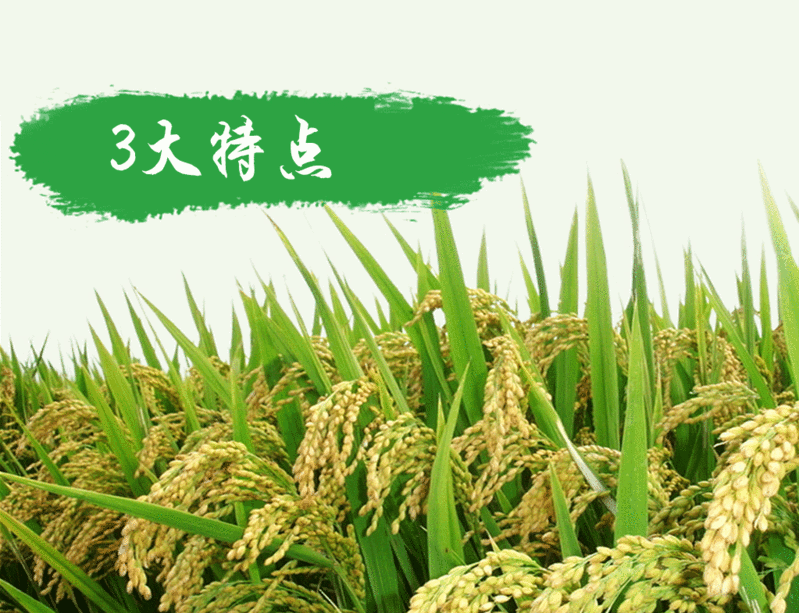 消费扶贫（桃江）泰优香粘米 5kg