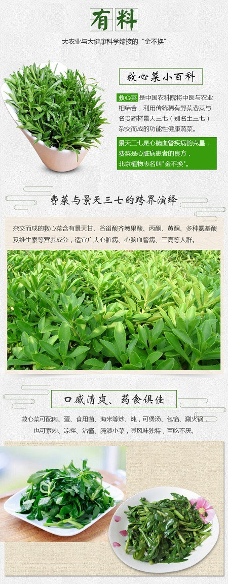 万松堂养心菜茶救心菜茶景天三七茶粉心脑血管养生保健茶正品包邮