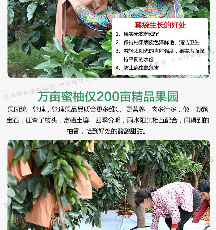 【宜都馆】 洋溪蜜柚新鲜水果柚子白心柚子2个装包邮