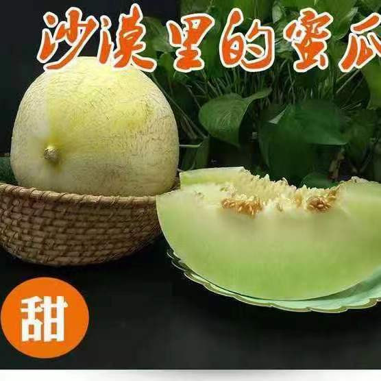 农家自产 【新疆邮政】莎车昆仑白玉瓜 3kg 蜜瓜肉质细腻 甜瓜