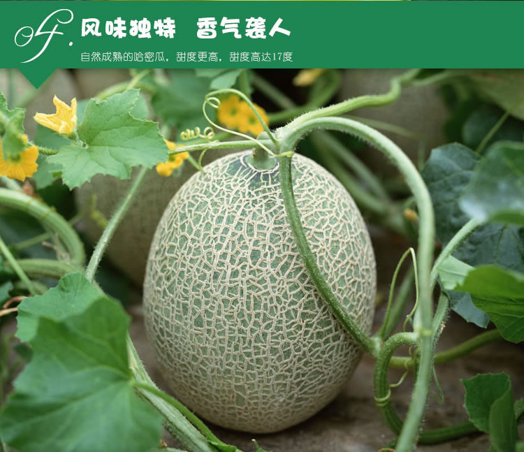 农家自产 伽师瓜原产地发货 甜瓜 水果14-16斤