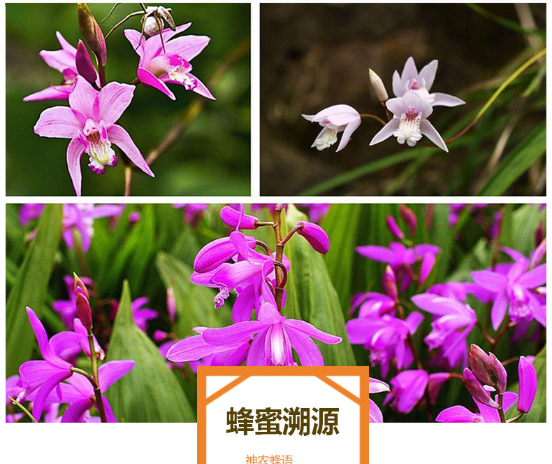 【神农蜂语 百花蜜500g】野生土蜂蜜 神农架农家自产玻璃瓶蜂蜜