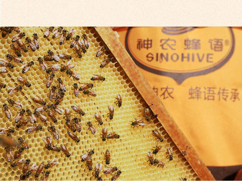  【神农蜂语   蜂蜜礼盒500g*2瓶】蜂蜜礼盒 神农架野山花蜜 百草蜂蜜