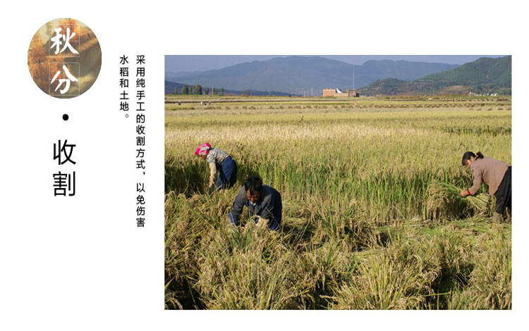 五常稻花香大米10斤真空米砖 东北五常稻花香 东北大米